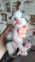 Gatos recém nascidos 