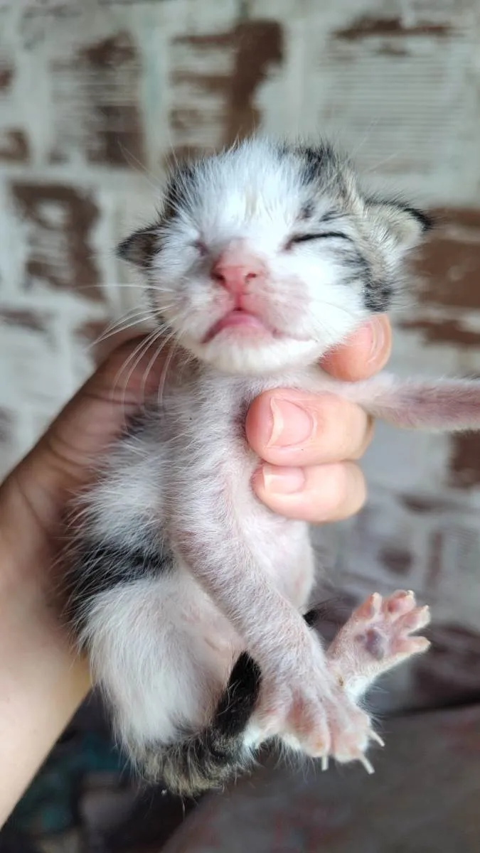 Gato raça SRD-ViraLata idade Abaixo de 2 meses nome Gatos recém nascidos 