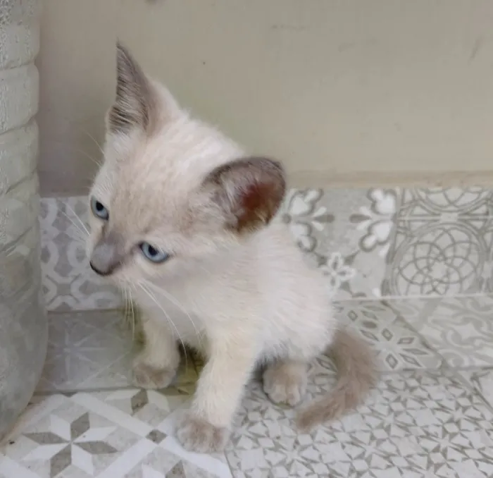 Gato ra a SRD-ViraLata idade Abaixo de 2 meses nome Bruna e Sancho Panza