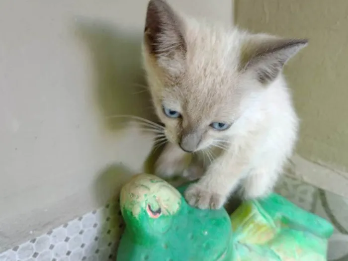 Gato ra a SRD-ViraLata idade Abaixo de 2 meses nome Bruna e Sancho Panza