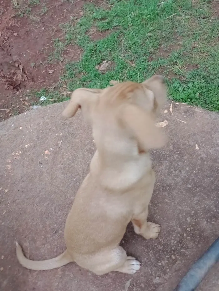 Cachorro ra a SRD-ViraLata idade 7 a 11 meses nome Pandora 