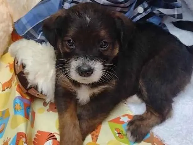 Cachorro raça SRD-ViraLata idade Abaixo de 2 meses nome Peter parker