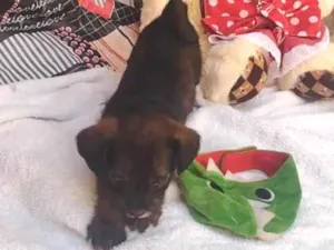 Cachorro raça SRD-ViraLata idade Abaixo de 2 meses nome Mary jane 