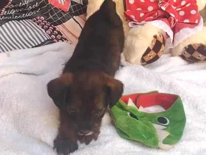 Cachorro raça SRD-ViraLata idade Abaixo de 2 meses nome Mary jane 