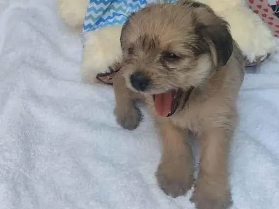 Cachorro raça SRD-ViraLata idade Abaixo de 2 meses nome Jean paul