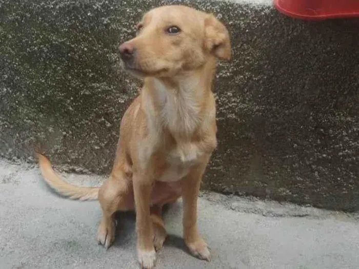 Cachorro ra a Vira lata idade 7 a 11 meses nome Bradock 