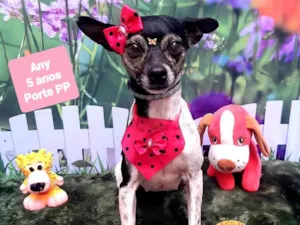 Cachorro raça Pincher idade 5 anos nome Any