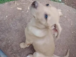 Cachorro raça SRD-ViraLata idade 7 a 11 meses nome Pandora 