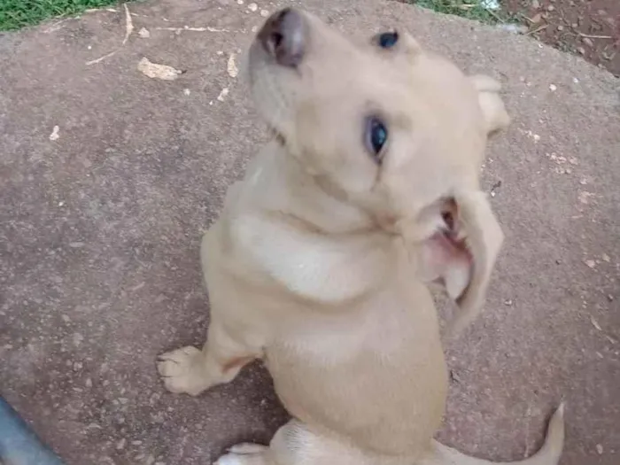 Cachorro ra a SRD-ViraLata idade 7 a 11 meses nome Pandora 