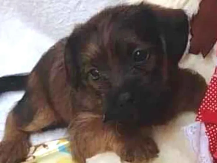 Cachorro raça SRD-ViraLata idade Abaixo de 2 meses nome Leia organic