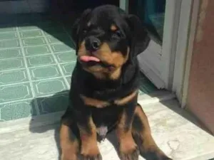 Cachorro raça Rottweiler idade  nome Spike