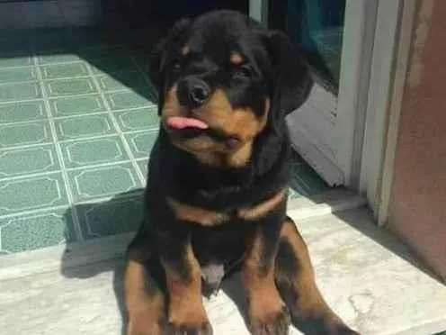 Cachorro ra a Rottweiler idade  nome Spike