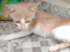 Gato raça SRD-ViraLata idade Abaixo de 2 meses nome Bruna e Sancho Panza