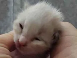 Gato raça SRD-ViraLata idade Abaixo de 2 meses nome Gatos recém nascidos 