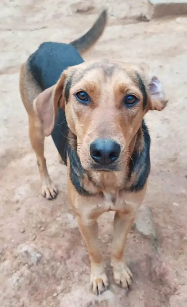 Cachorro ra a SRD idade 2 anos nome VELMA