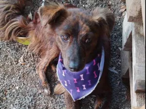 Cachorro raça SRD-ViraLata idade 7 a 11 meses nome Thor
