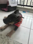 Skye- já adotada 