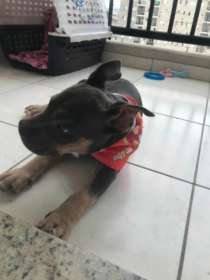 Cachorro ra a American bully idade 2 a 6 meses nome Skye- já adotada 