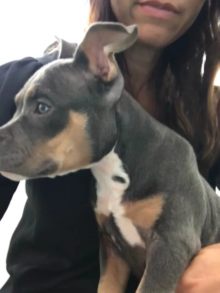 Cachorro ra a American bully idade 2 a 6 meses nome Skye- já adotada 