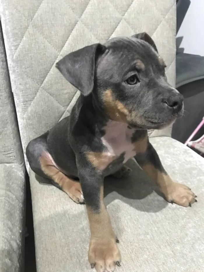 Cachorro ra a American bully idade 2 a 6 meses nome Skye- já adotada 