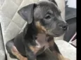 Skye- já adotada 