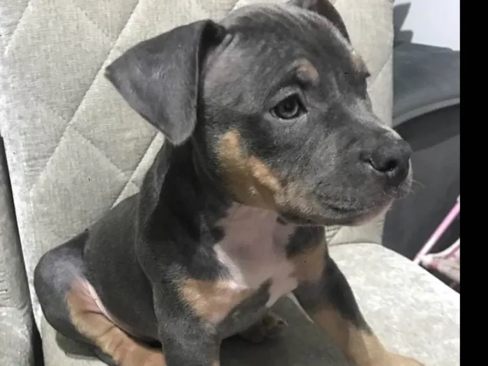 Cachorro ra a American bully idade 2 a 6 meses nome Skye- já adotada 