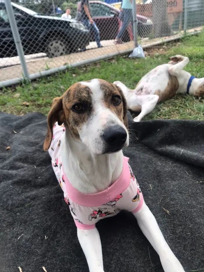 Cachorro ra a SRD-ViraLata idade 1 ano nome Chloe