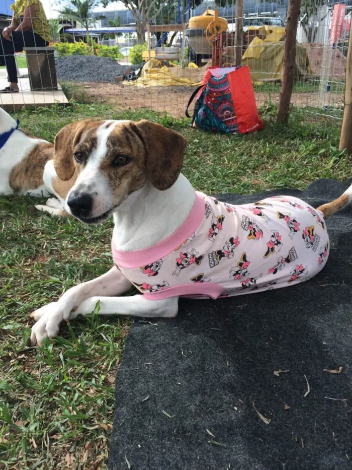 Cachorro ra a SRD-ViraLata idade 1 ano nome Chloe