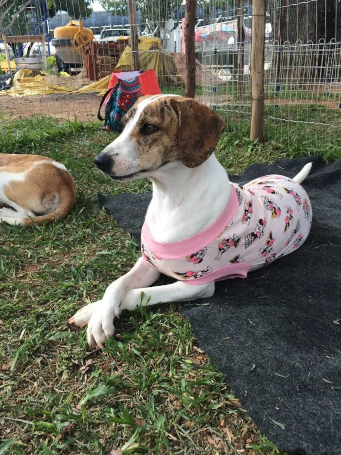 Cachorro ra a SRD-ViraLata idade 1 ano nome Chloe