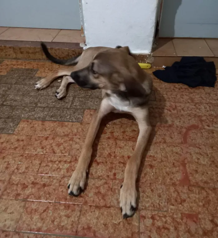 Cachorro ra a SRD-ViraLata idade 7 a 11 meses nome Dimmy