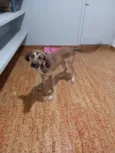 Dimmy