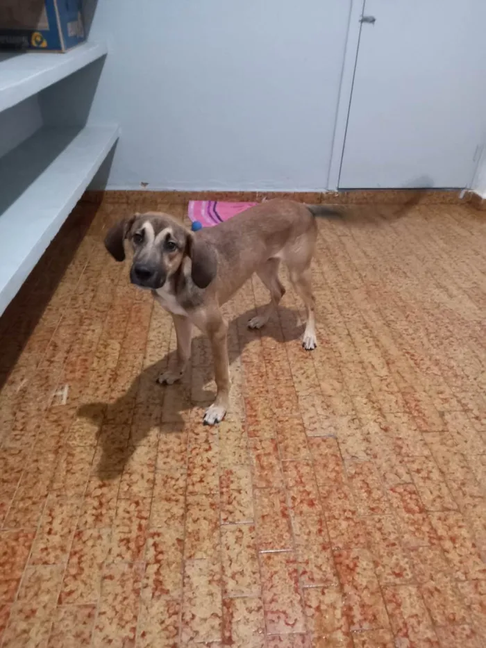 Cachorro ra a SRD-ViraLata idade 7 a 11 meses nome Dimmy