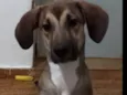 Dimmy