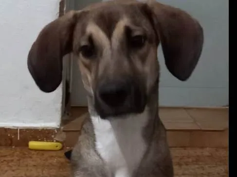 Cachorro ra a SRD-ViraLata idade 7 a 11 meses nome Dimmy