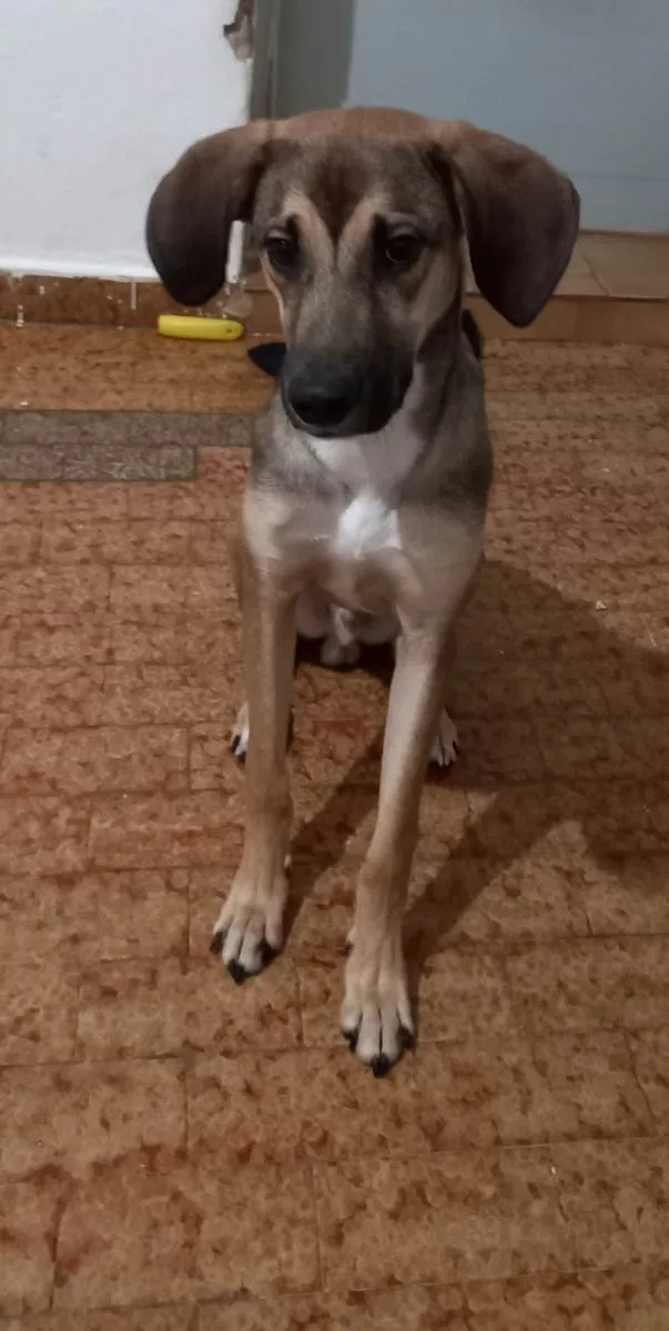 Cachorro ra a SRD-ViraLata idade 7 a 11 meses nome Dimmy 