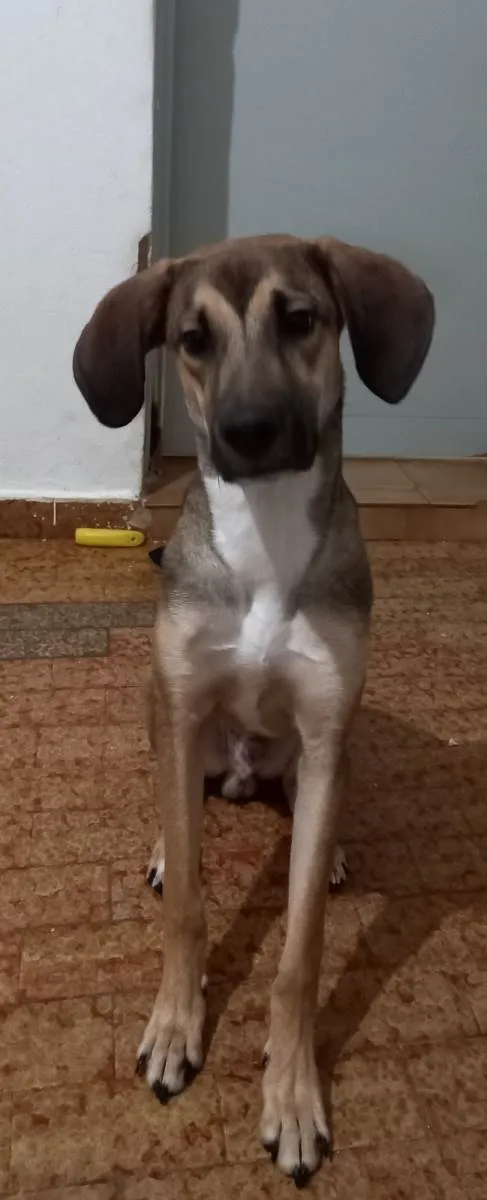 Cachorro ra a SRD-ViraLata idade 7 a 11 meses nome Dimmy 