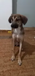 Dimmy 