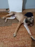 Dimmy 