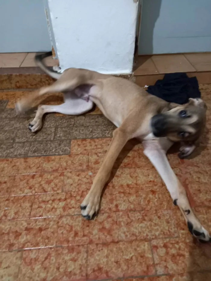 Cachorro ra a SRD-ViraLata idade 7 a 11 meses nome Dimmy 