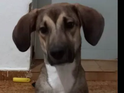 Cachorro raça SRD-ViraLata idade 7 a 11 meses nome Dimmy 