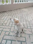 Simba