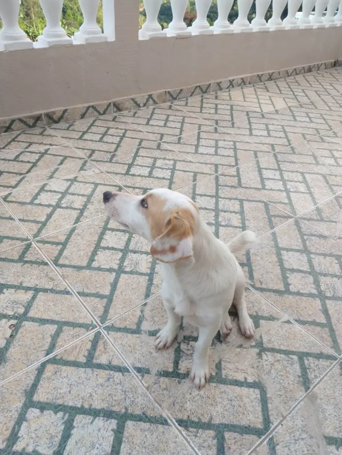 Cachorro raça SRD-ViraLata idade 7 a 11 meses nome Simba