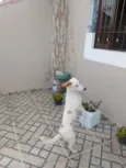 Simba