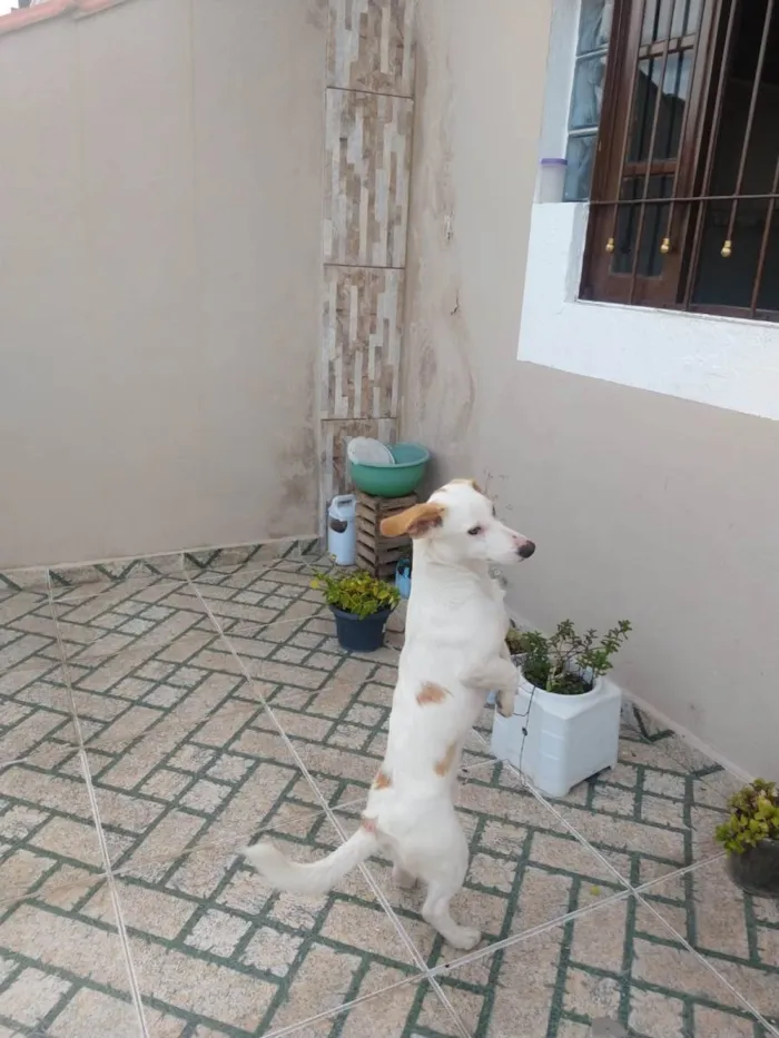 Cachorro raça SRD-ViraLata idade 7 a 11 meses nome Simba