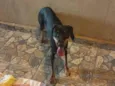 Cachorro raça SRD-ViraLata idade 1 ano nome Não tem 