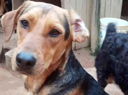 Cachorro raça SRD idade 2 anos nome VELMA