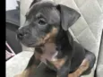 Skye- já adotada 