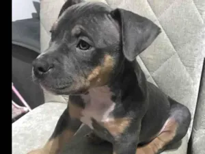 Cachorro raça American bully idade 2 a 6 meses nome Skye- já adotada 