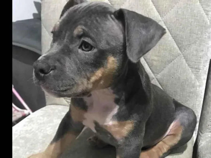 Cachorro ra a American bully idade 2 a 6 meses nome Skye- já adotada 