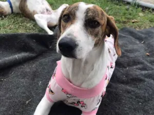 Cachorro raça SRD-ViraLata idade 1 ano nome Chloe